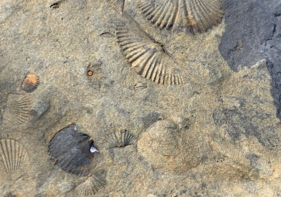 fossil