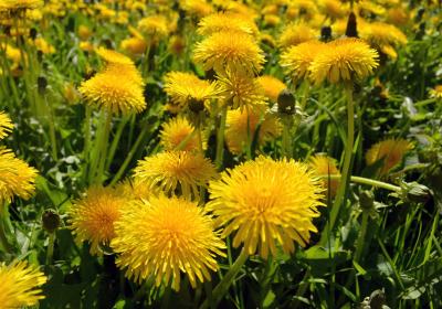 viridi green i uBAOo BBA unsplash