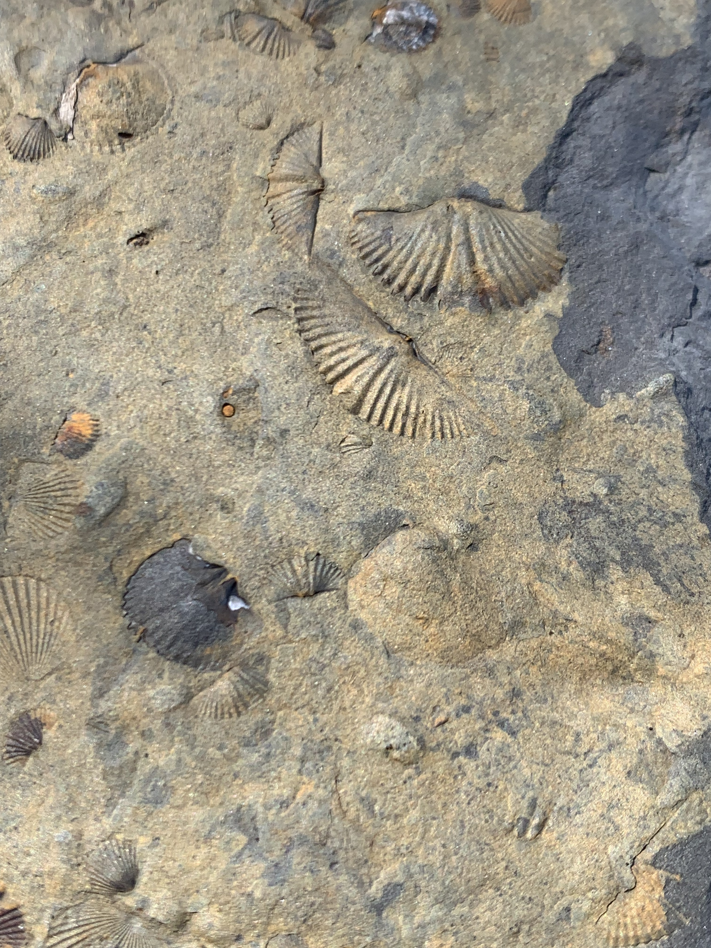 fossil